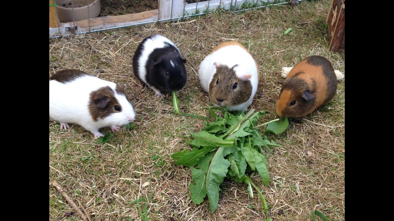 can guinea pigs eat dandelion