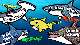 Who's Baby Shark's Mommy? | Learn about different Shark Species
