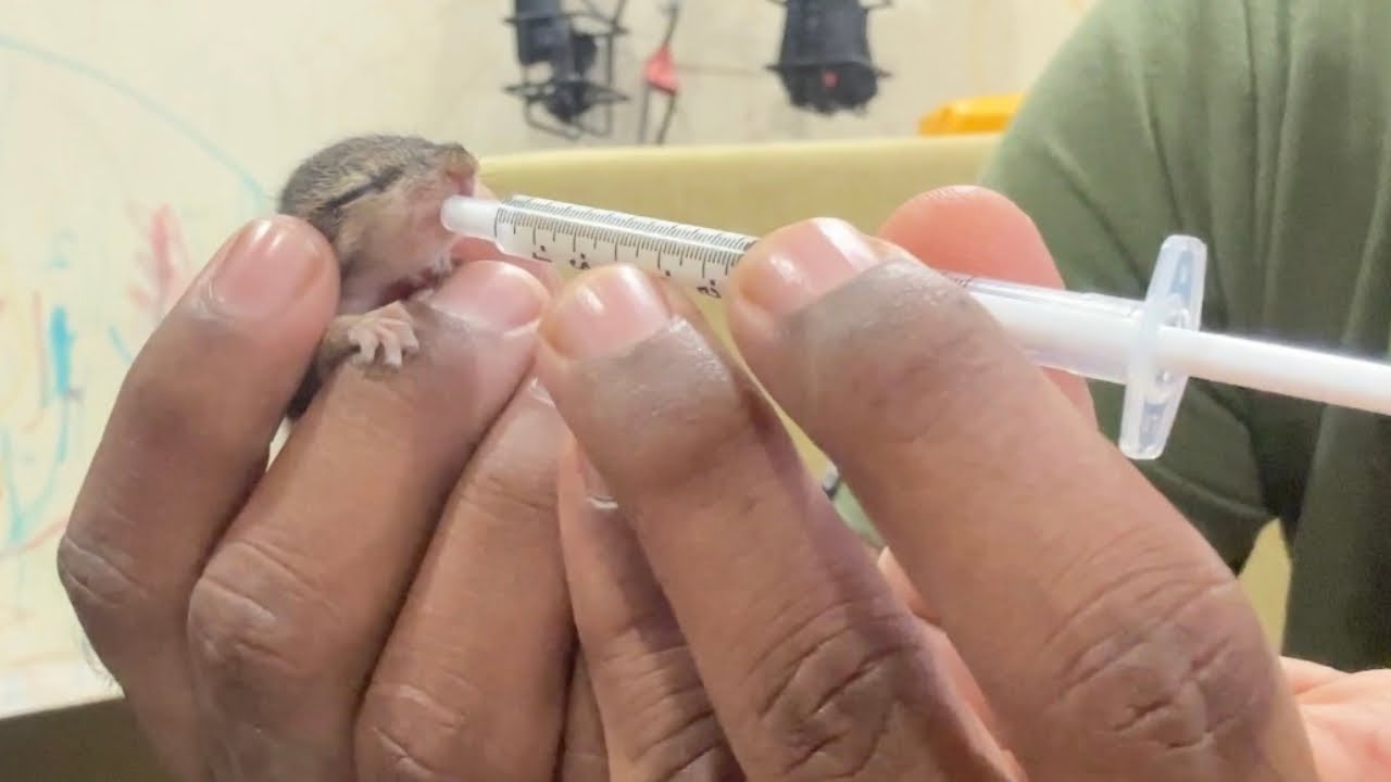 Hand Feeding Squirrel Babies 🐿️ | 1ml Syringe Feeding Guide 🍼 