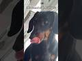 Training My Dog to Tolerate Kitchen Appliances #dachshund #dogshorts #dogtraining