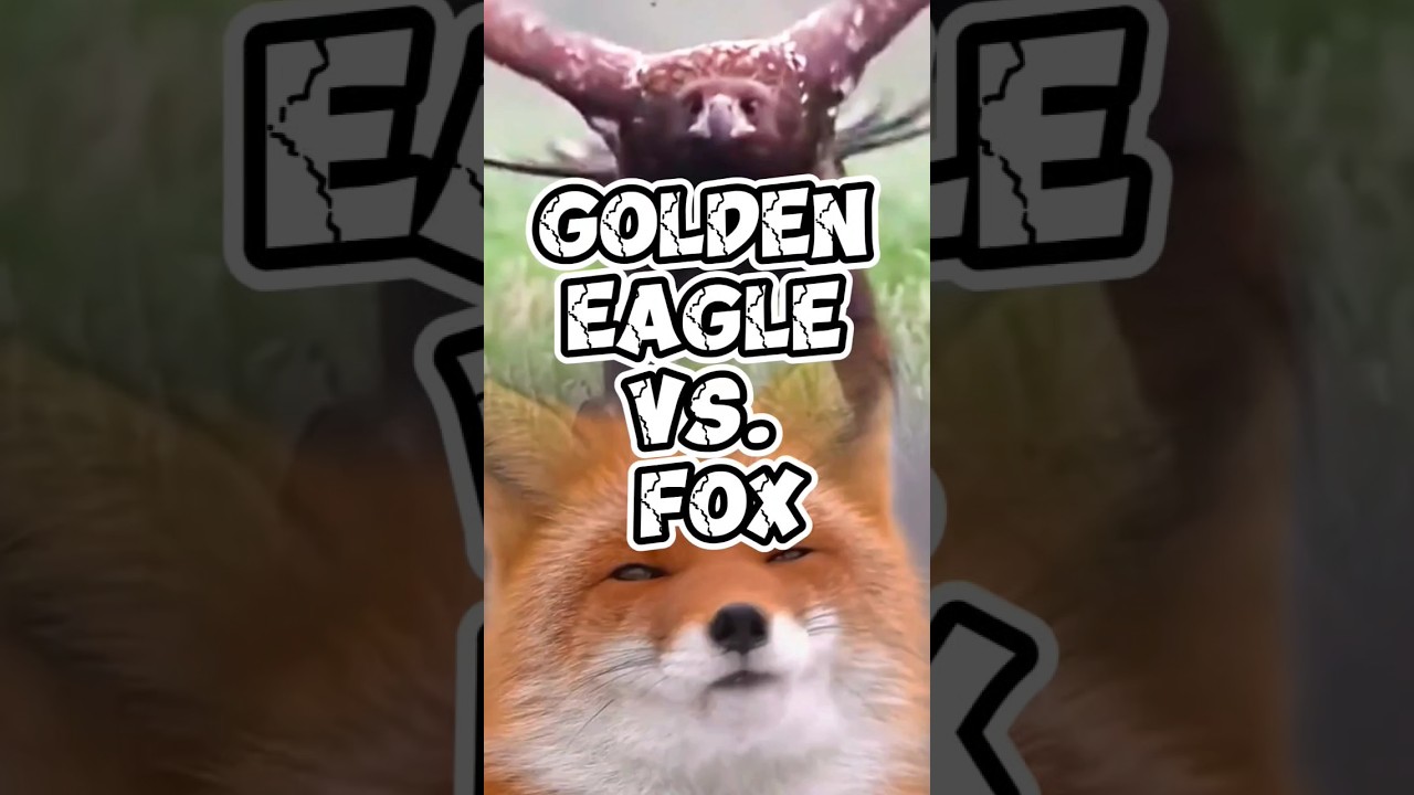 Clash of Predators: Golden Eagle vs. Fox