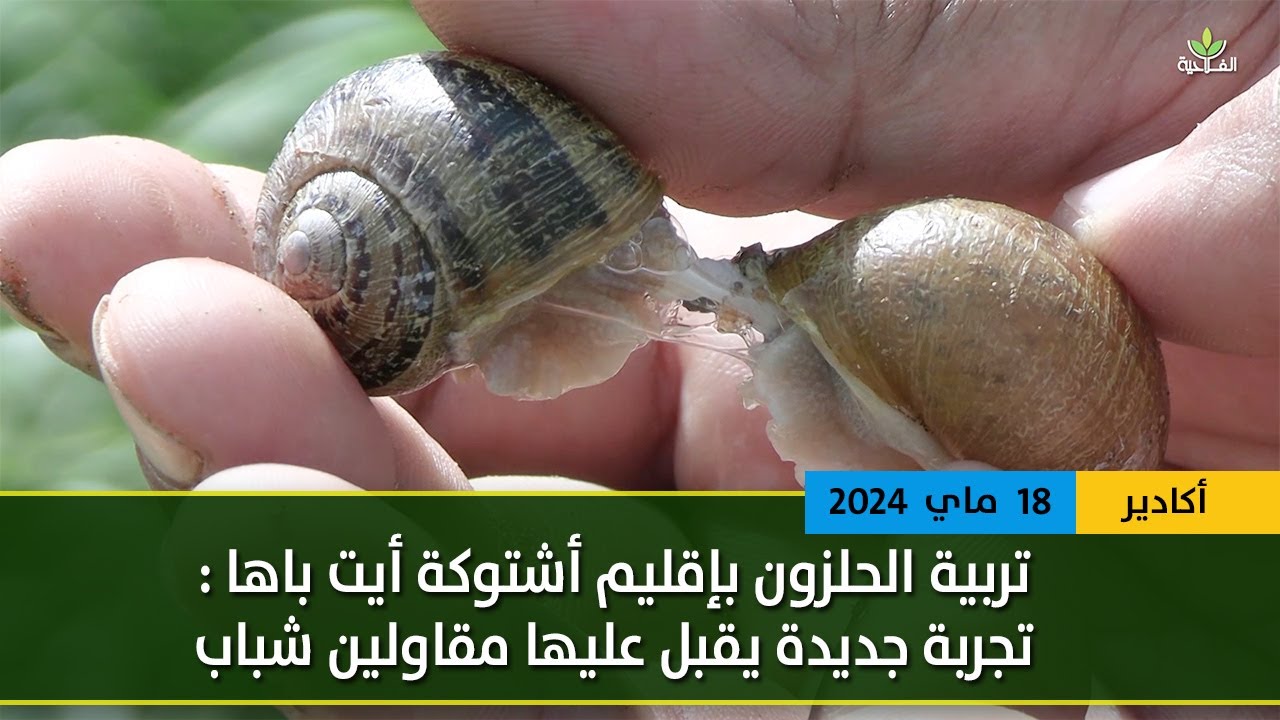 تربية الحلزون باقليم اشتوكة أيت باها..تجربة جديدة يقبل عليها مقاولين شباب