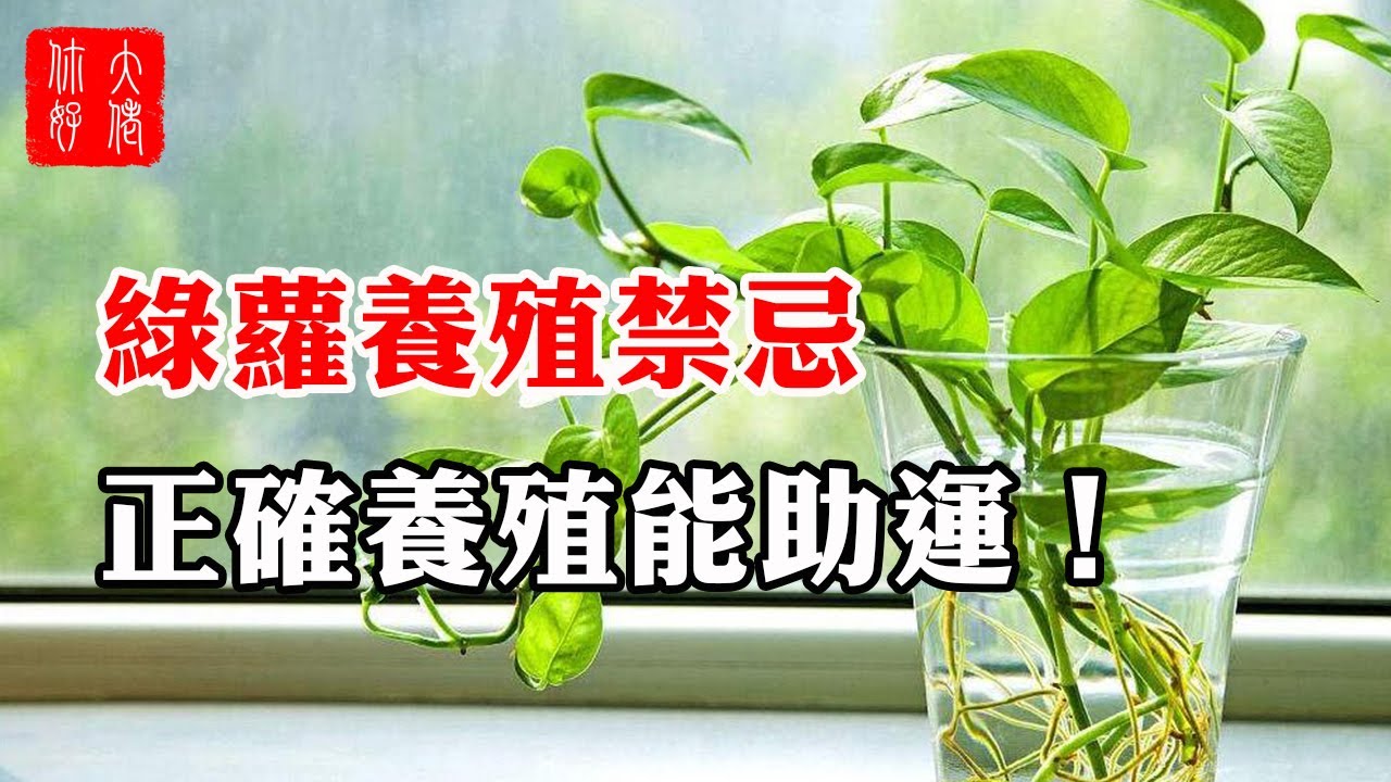 植物風水 綠蘿養殖禁忌 枝葉繁茂 下垂嚴重有可能導致破財 正確養殖才能助運 大佬你好啊 Youtube