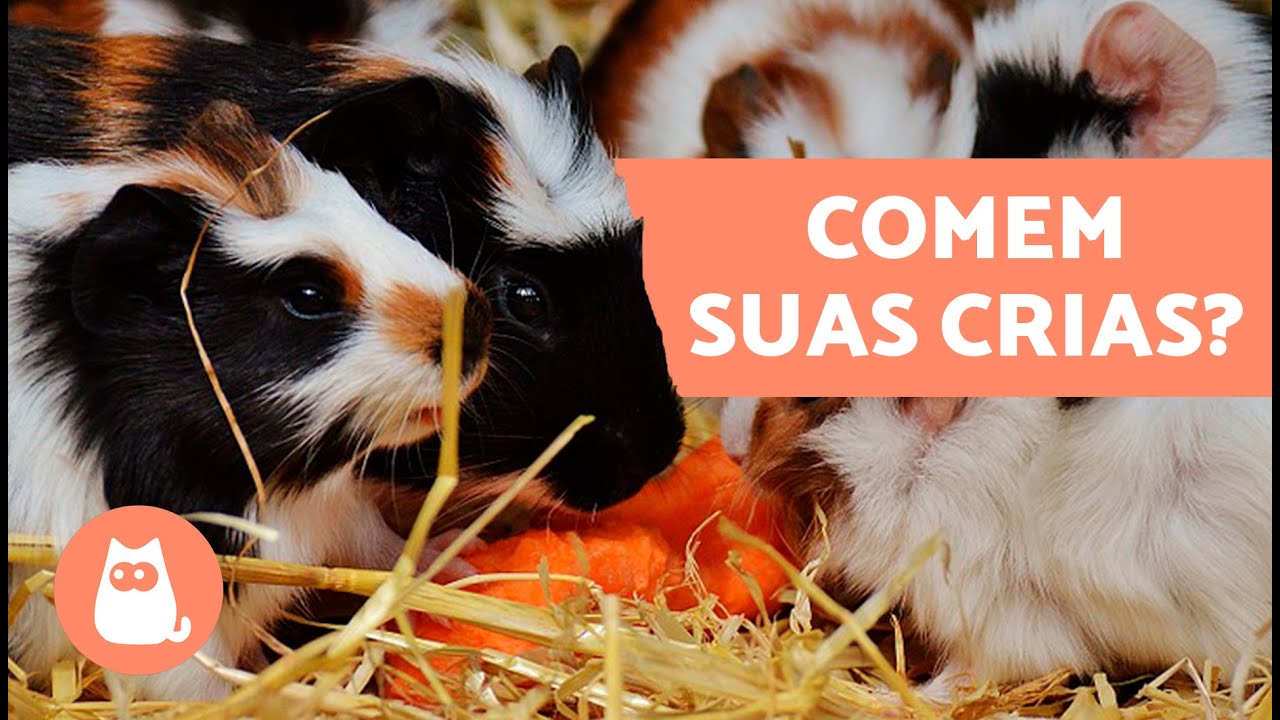 Por que os porquinhos-da-índia comem seus filhotes? 🐹 | Canibalismo em animais