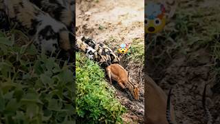 Impala बुरी तरह फंस गई 😨 Wild Dogs ने घेर लिया | Jungle Hunt हिंदी #shorts