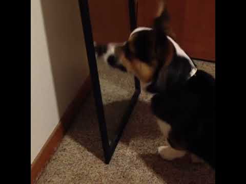 Corgi sees itself in mirror for the first time