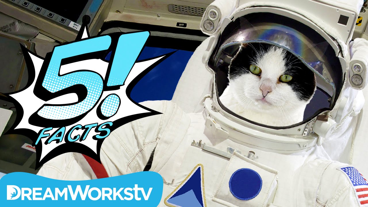 cool facts about sharks 5 Adventurous CATS Who Lived on the Edge | 5 FACTS