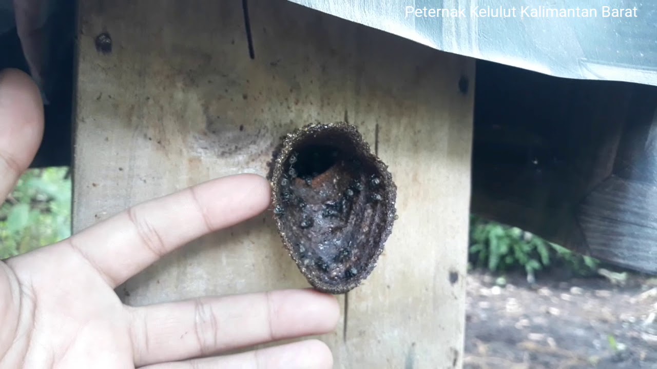Cf Tetragonula drescheri. Inilah jenis trigona dengan corong paling lebar.