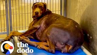 97-Pound Doberman Gets A Second Chance At Life | The Dodo