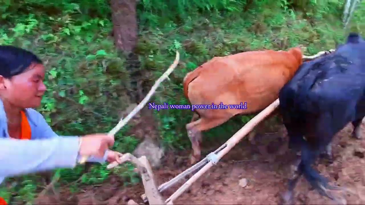 woman ploughing oxen | nepal village life | woman hard working in the village| woman powerin farmer