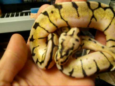 My Male 08 Bumble Bee