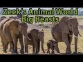 Big Beasts: Elephants, Whales, Hippos &amp; More! - Zeek&#39;s Animal World