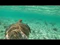 Loggerhead sea turtle