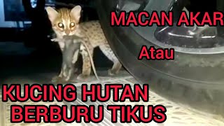 KUCING HUTAN BERBURU TIKUS