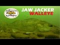 Understanding Walleye Underwater Behavior Ice Fishing the Jaw Jacker