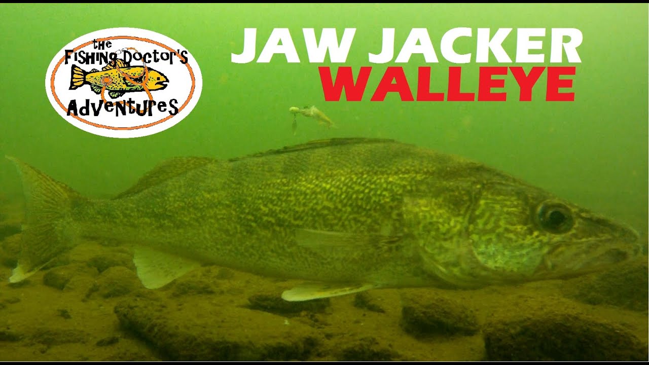 Understanding Walleye Underwater Behavior Ice Fishing the Jaw Jacker