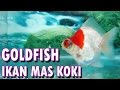 Mengenal Aquarium Untuk Ikan Hias Air Tawar