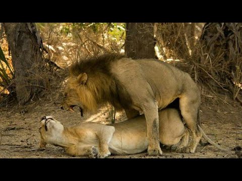 Ngorongoro National Park Wild Animal Sex Part 1(Official Videos) - YouTube