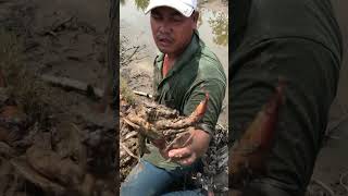 👾ក្ដាមថ្មធម្មជាតិធំណាស់#fishing #crob #crobat #bigfish