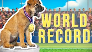 7wo Puppy Shatters World Record by Modern Malinois 16,416 views 13 hours ago 19 minutes