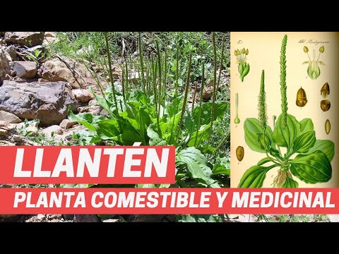 Llanten Planta Anticancerigena Y Medicinal 2019 Planta Silvestre