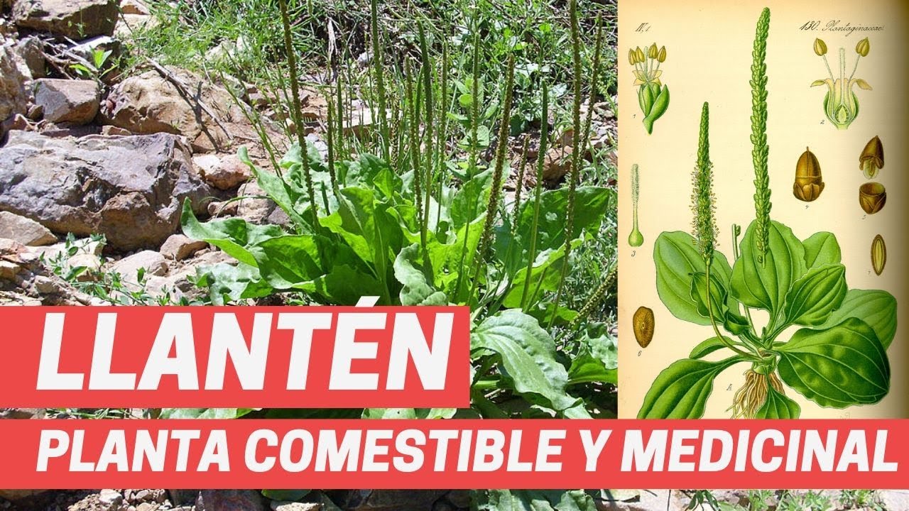 Llanten Planta Anticancerigena Y Medicinal 2019 Planta Silvestre