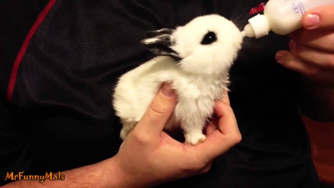 Baby Bunnies Being Bottle Fed Compilation YouTube