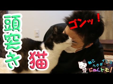 猫のおもしろ動画 甘えたら頭突きしてくる猫 Cat S Funny Video Cat S Head Butt Youtube