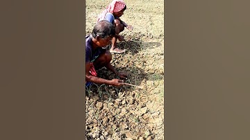 Weeding & Soil Mulching in Onion Field #shorts