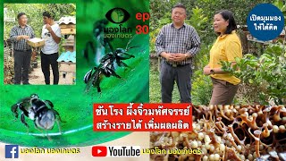 ชันโรง ผึ้งจิ๋วมหัศจรรย์ สร้างรายได้ เพิ่มผลผลิต | มองโลกมองเกษตร ep30