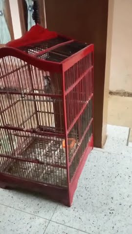 suara burung poksay rawa / campeor  betina memanggil jantan ataw untuk pikat