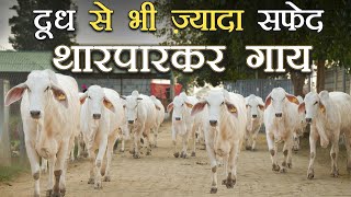 दूध से भी ज्यादा सफेद थारपारकर गाय | Tharparkar cows | Kamdhenu Gaushala |