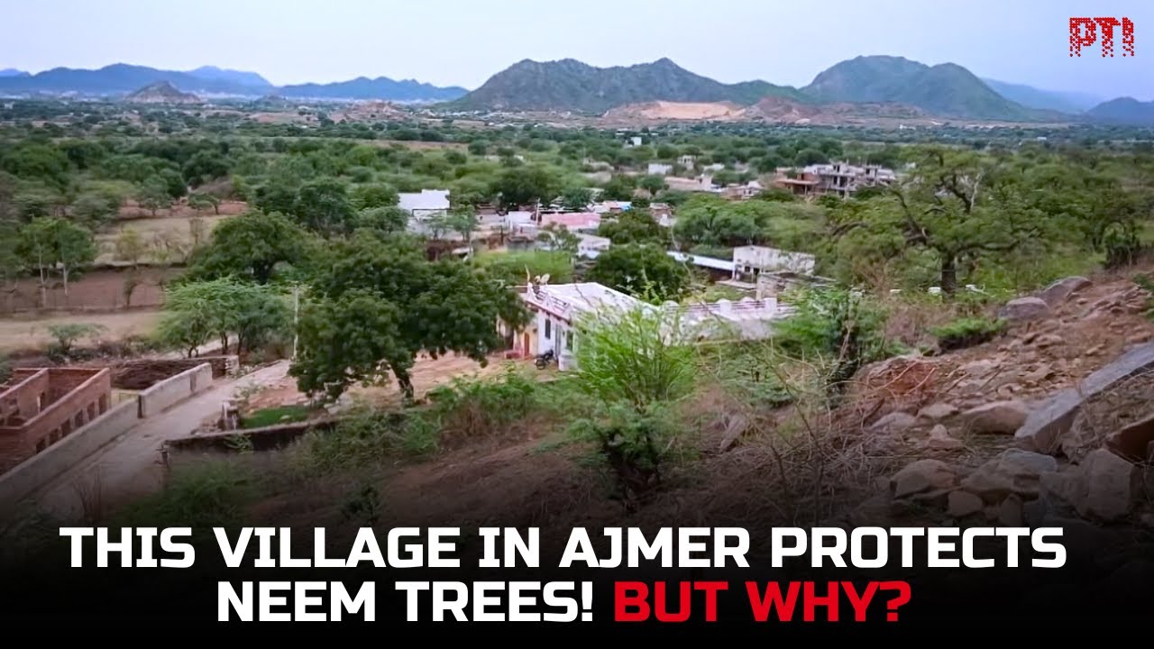 This village in Ajmer protects Neem trees religiously, considers them sacred | Report