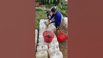 Cá trê vàng rặc giống. Cá trê vàng. #cá_giống #trại_cá_giống_út_me 0909770509 #traicagiongdongthap