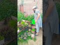 home gardening #imtiazalisangi