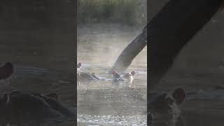 Croc goes missing in between hippos #crocodile #hippo #hippopotamus  #nature #masaimara