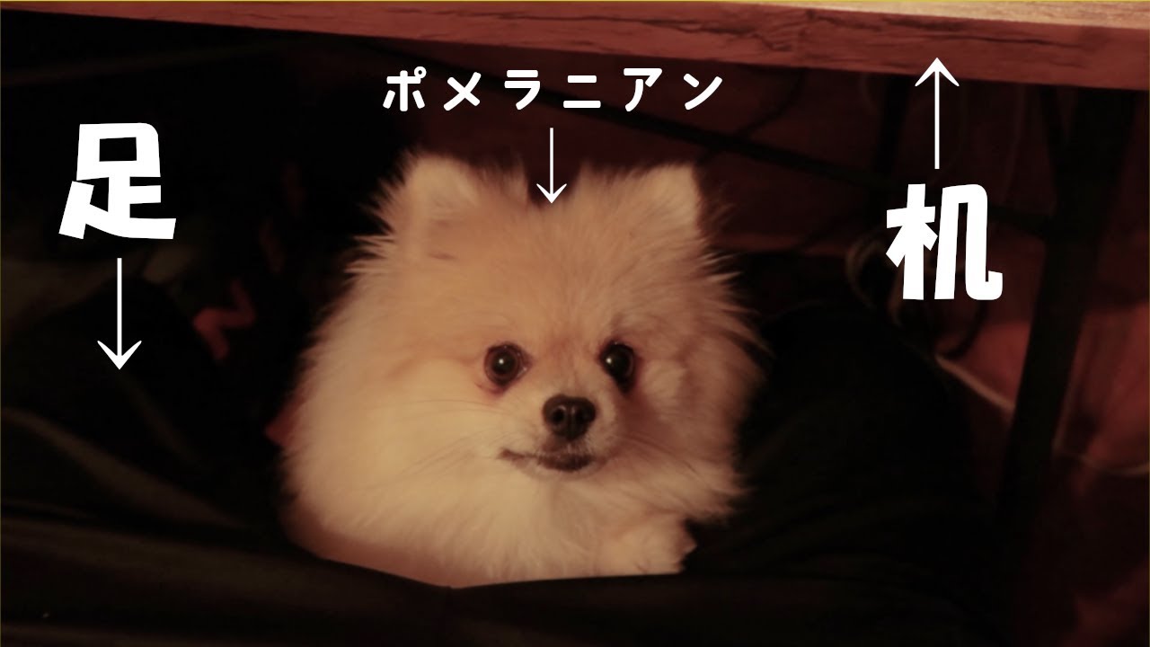 机の下からお菓子のおねだりするポメラニアン【モチ】 Pomeranian is a cute dog.