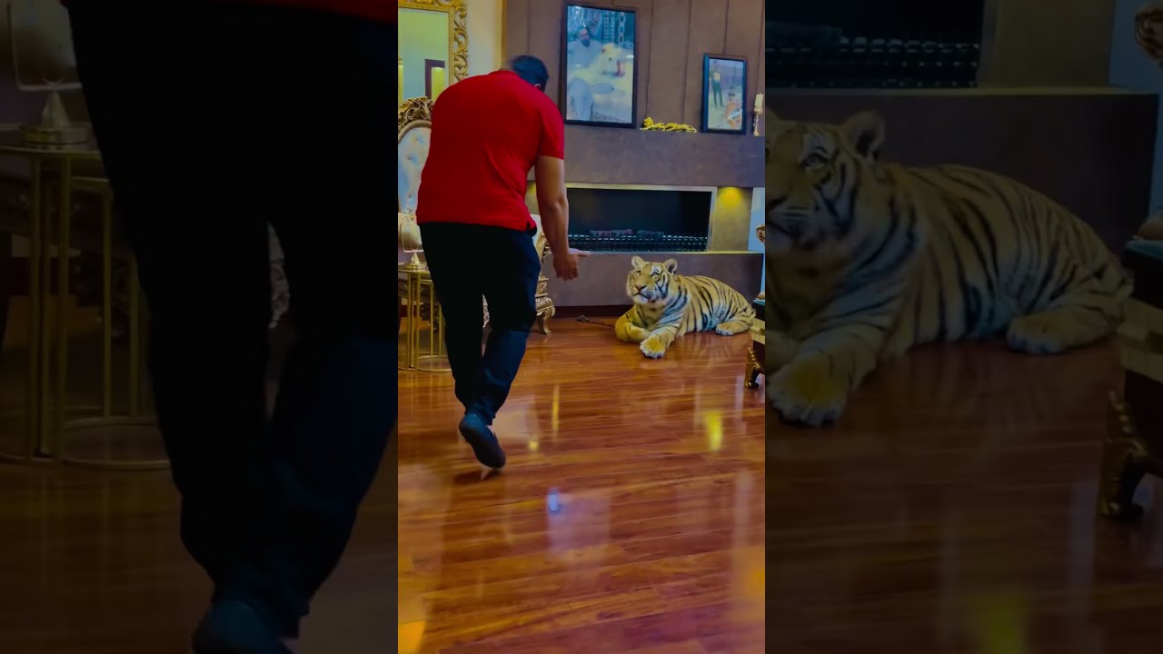 Full tamed tiger my pet