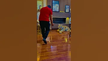 Full Tamed Tiger My Pet 