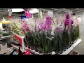 IKEA живые цветы