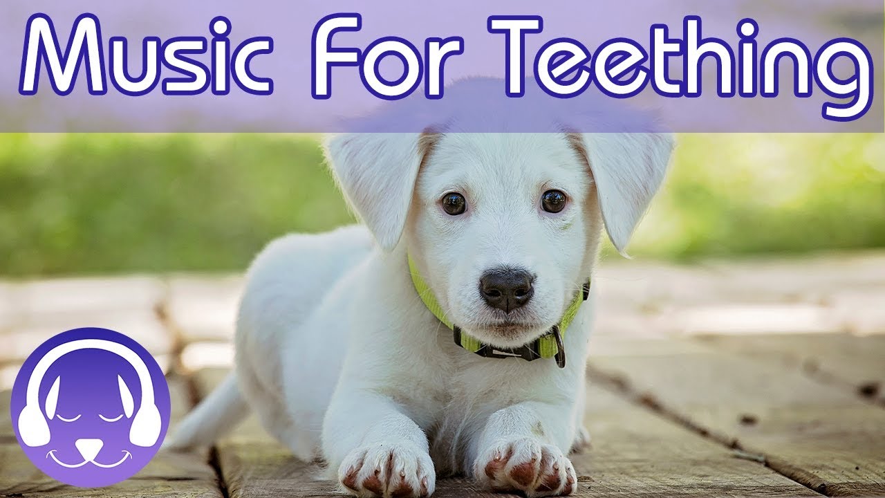 Music for Teething Puppies! Soothe and Distract Your Teething Puppy from the Pain and Toothache ...