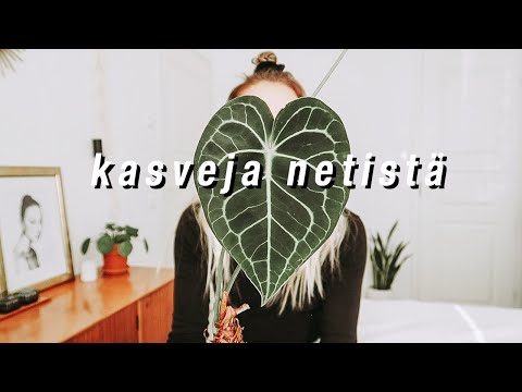 Video: Talvella kukkivat kasvit: Talvikukkivien kasvien ja pensaiden kasvattaminen - Puutarhanhoitoon