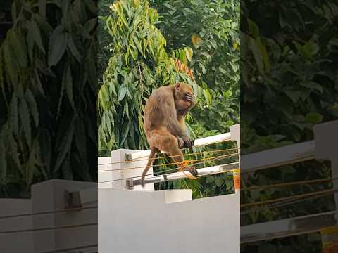 उसका तो रूप निराला था #shortsviral