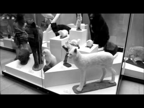 Video: Дарвин музейинин укмуштуудай экспонаттары