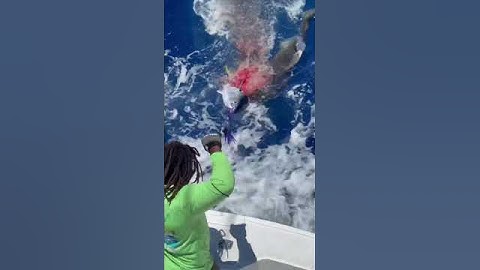 MASSIVE SHARK ATTACKS