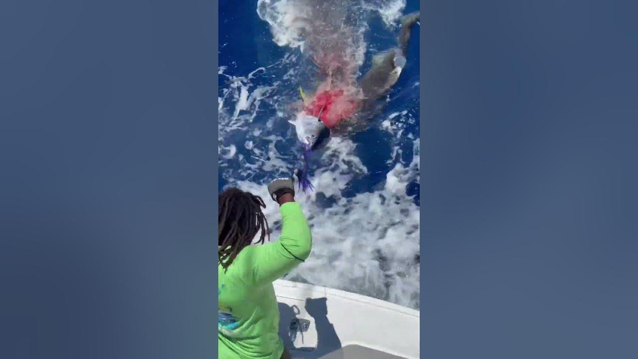 MASSIVE SHARK ATTACKS