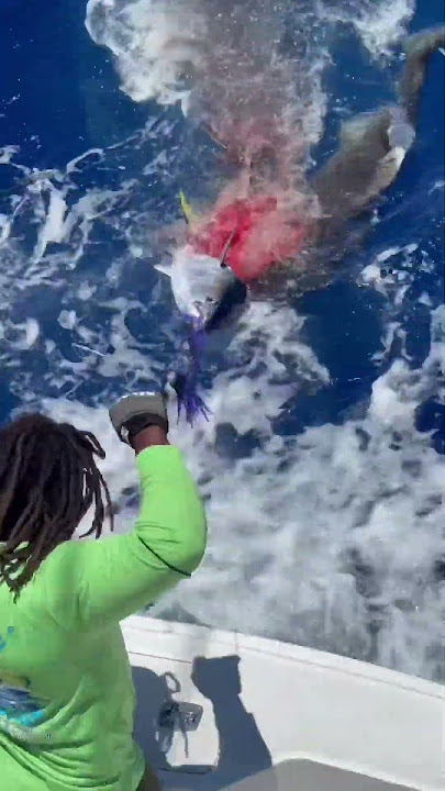 MASSIVE SHARK ATTACKS