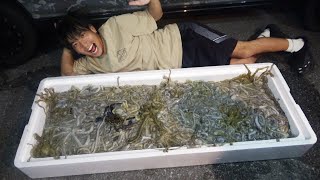 【神業】プロに密着!凄すぎるテクニックでシガヤーダコを大量捕獲せよ!