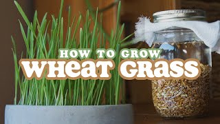 How to Grow Wheat Grass (in soil) | Indoor or Outdoor | Cat Grass