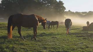 Episode 65: The Tipping Point In Horse Training.